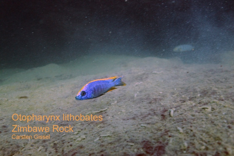 Otopharynx lithobates 'Zimbawe Rock'